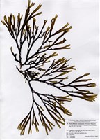 藏品(厚網藻)的圖片